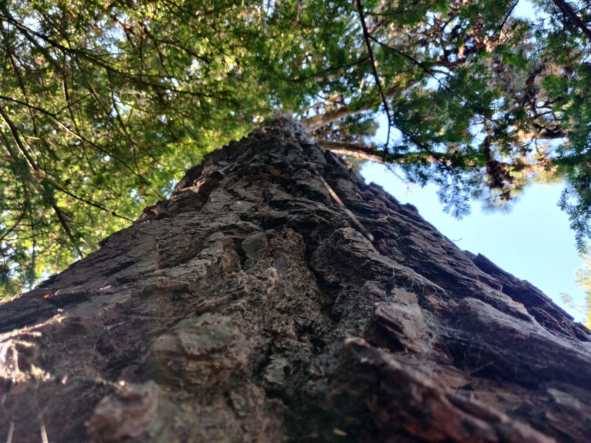 From Forests To Fire: The Natural Origins Of Slavic Food